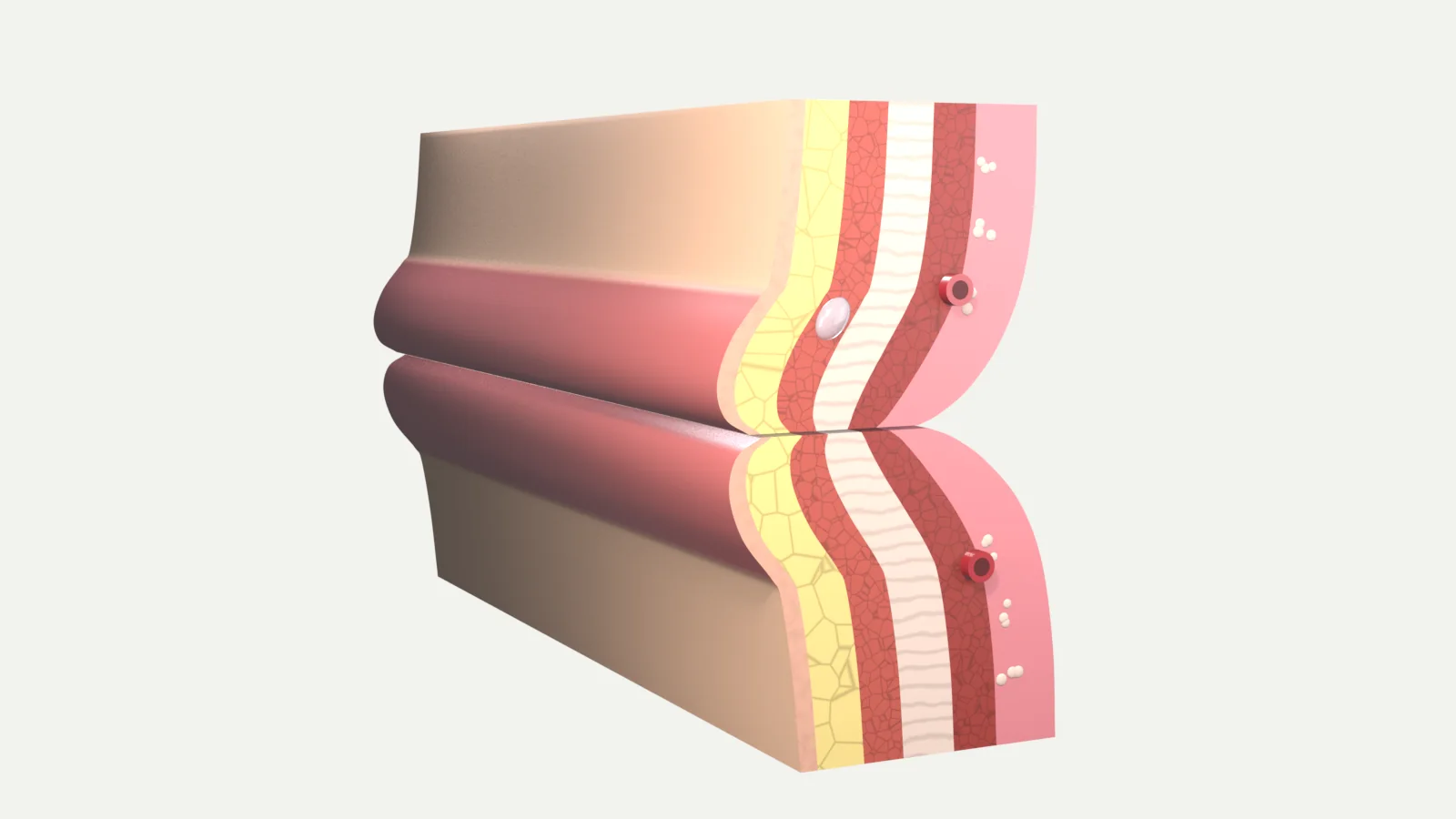 Side-on cross-section of the upper and lower lip showing skin, a thin fat layer, the ring muscle of the mouth, the inner mucosa and a small clear gel deposit inside the muscle of the upper lip