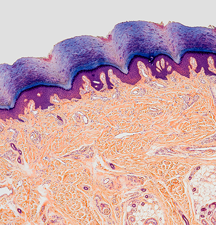 Injectables and skin boosters