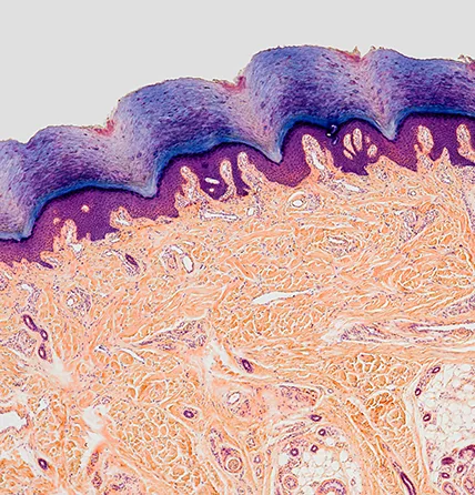 V-Contour (V-Olet) ที่กรุงโซล